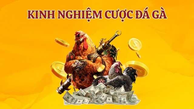 Kinh nghiệm đá gà hiệu quả từ cao thủ 