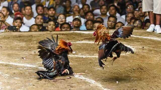 Tham khảo các bước tham gia chơi đá gà